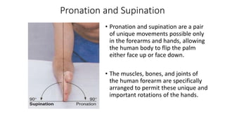 Pronation and Supination
• Pronation and supination are a pair
of unique movements possible only
in the forearms and hands, allowing
the human body to flip the palm
either face up or face down.
• The muscles, bones, and joints of
the human forearm are specifically
arranged to permit these unique and
important rotations of the hands.
 