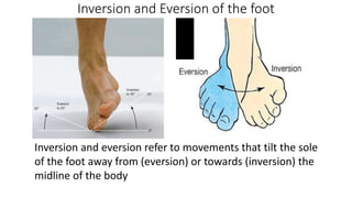 Inversion and Eversion of the foot
Inversion and eversion refer to movements that tilt the sole
of the foot away from (eversion) or towards (inversion) the
midline of the body
 