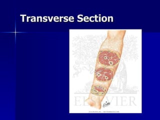 Transsection Human organization | PPT