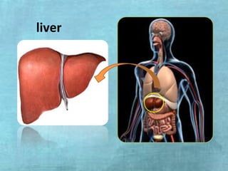 liver
 