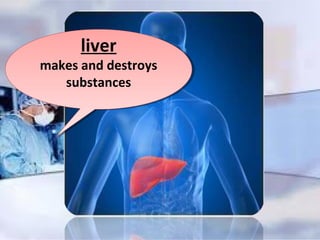 liver
makes and destroys
substances
liver
makes and destroys
substances
 