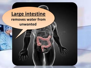 Large intestine
removes water from
unwanted
Large intestine
removes water from
unwanted
 