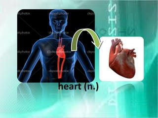 heart (n.)
 