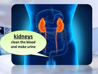 kidneys
clean the blood
and make urine
kidneys
clean the blood
and make urine
 