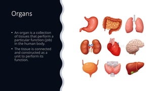Human Organ Systems Grade 5 Science Introduction PPTX Human Organ Systems Grade 5 Science Introduction PPTX