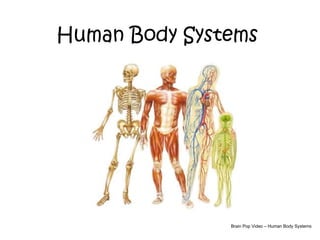 Comprehensive Overview of Human Body Systems and Their Functions | PPT