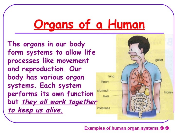 Human Organ Systems (Lesson 2) Biology Diagrams