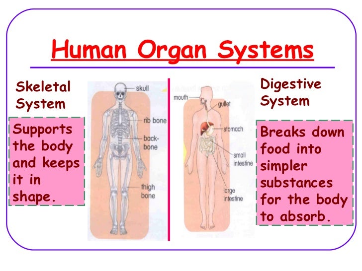 What is an organ system made of