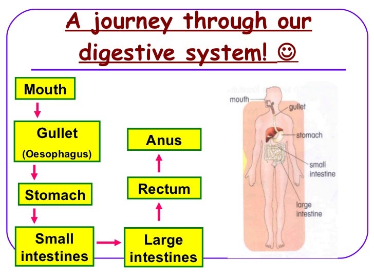 Human Organ Systems (Lesson 2)