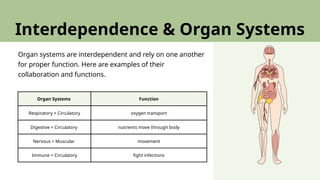 Comprehensive Overview of Human Organ Systems: Structures, Functions ...