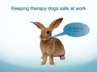 Keeping therapy dogs safe at work
Er, what’s up,
doc?
 