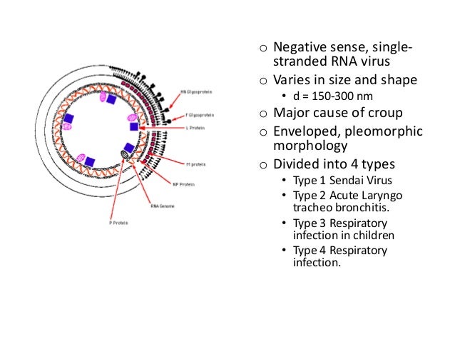 Human Para Influenza Virus