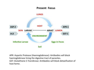 Present Focus

APR: Aspartic Protease (Haemoglobinase): Antibodies will block
haemoglobinase lining the digestive tract of parasites.
GST: Glutathione S Transferase: Antibodies will block detoxification of
host heme.

 