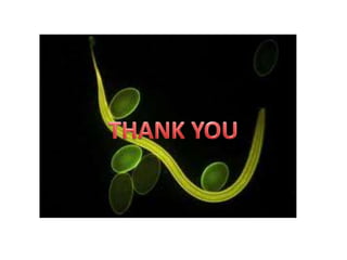 Human parasite vaccines