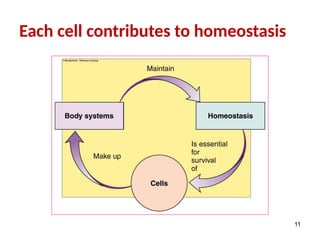Each cell contributes to homeostasis
11
 