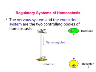 Regulatory Systems of Homeostasis
• The nervous system and the endocrine
system are the two controlling bodies of
homeostasis
21
Effector cell
NTs
R
Nerve Impulse
Hormone
Receptor
 