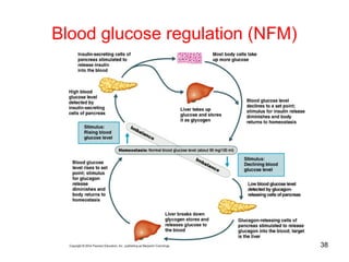 Blood glucose regulation (NFM)
38
 