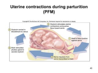 Uterine contractions during parturition
(PFM)
40
 