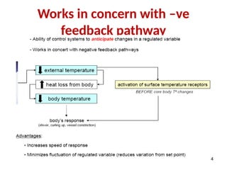 Works in concern with –ve
feedback pathway
44
 