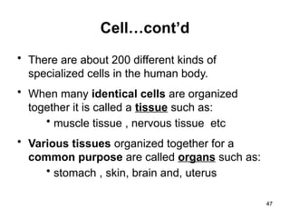Cell…cont’d
• There are about 200 different kinds of
specialized cells in the human body.
• When many identical cells are organized
together it is called a tissue such as:
• muscle tissue , nervous tissue etc
• Various tissues organized together for a
common purpose are called organs such as:
• stomach , skin, brain and, uterus
47
 