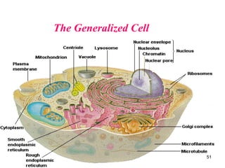 51
The Generalized Cell
 