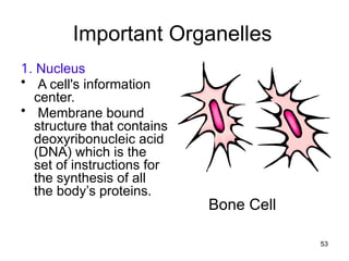 Important Organelles
1. Nucleus
• A cell's information
center.
• Membrane bound
structure that contains
deoxyribonucleic acid
(DNA) which is the
set of instructions for
the synthesis of all
the body’s proteins.
53
 