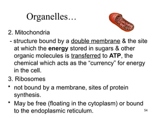 2. Mitochondria
- structure bound by a double membrane & the site
at which the energy stored in sugars & other
organic molecules is transferred to ATP, the
chemical which acts as the “currency” for energy
in the cell.
3. Ribosomes
• not bound by a membrane, sites of protein
synthesis.
• May be free (floating in the cytoplasm) or bound
to the endoplasmic reticulum. 54
Organelles…
 