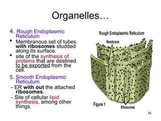 Organelles…
4. Rough Endoplasmic
Reticulum
 Membranous set of tubes
with ribosomes studded
along its surface.
 site of the synthesis of
proteins that are destined
to be exported from the
cell.
5. Smooth Endoplasmic
Reticulum
- ER with out the attached
ribosomes.
- Site of cellular lipid
synthesis, among other
things.
55
 