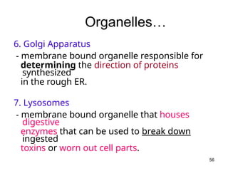 6. Golgi Apparatus
- membrane bound organelle responsible for
determining the direction of proteins
synthesized
in the rough ER.
7. Lysosomes
- membrane bound organelle that houses
digestive
enzymes that can be used to break down
ingested
toxins or worn out cell parts.
56
Organelles…
 