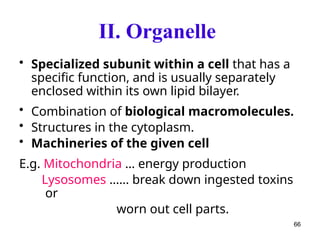 II. Organelle
• Specialized subunit within a cell that has a
specific function, and is usually separately
enclosed within its own lipid bilayer.
• Combination of biological macromolecules.
• Structures in the cytoplasm.
• Machineries of the given cell
E.g. Mitochondria … energy production
Lysosomes …… break down ingested toxins
or
worn out cell parts.
66
 