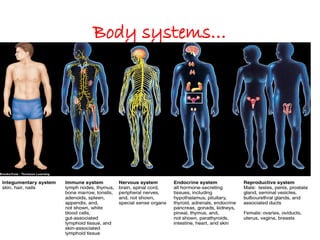 Body systems…
72
 