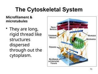 The Cytoskeletal System
• They are long,
rigid thread like
structures
dispersed
through out the
cytoplasm.
73
Microfilament &
microtubules
 
