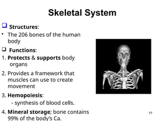 Skeletal System
77
 Structures:
• The 206 bones of the human
body
 Functions:
1. Protects & supports body
organs
2. Provides a framework that
muscles can use to create
movement
3. Hemopoiesis:
- synthesis of blood cells.
4. Mineral storage; bone contains
99% of the body’s Ca.
 