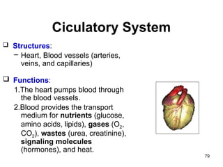 Ciculatory System
79
 Structures:
– Heart, Blood vessels (arteries,
veins, and capillaries)
 Functions:
1.The heart pumps blood through
the blood vessels.
2.Blood provides the transport
medium for nutrients (glucose,
amino acids, lipids), gases (O2,
CO2), wastes (urea, creatinine),
signaling molecules
(hormones), and heat.
 