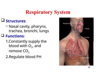 Respiratory System
82
 Structures:
– Nasal cavity, pharynx,
trachea, bronchi, lungs
 Functions:
1.Constantly supply the
blood with O2, and
remove CO2
2.Regulate blood PH
 