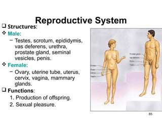 Reproductive System
85
 Structures:
 Male:
– Testes, scrotum, epididymis,
vas deferens, urethra,
prostate gland, seminal
vesicles, penis.
 Female:
– Ovary, uterine tube, uterus,
cervix, vagina, mammary
glands.
 Functions:
1. Production of offspring.
2. Sexual pleasure.
 