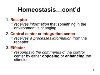 Homeostasis…cont’d
1. Receptor
– receives information that something in the
environment is changing.
2. Control center or integration center
– receives & processes information from the
receptor.
3. Effector
– responds to the commands of the control
center by either opposing or enhancing the
stimulus.
9
 