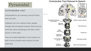 Pyramidal
Corticobulbar tract
oResponsible for the voluntary control of head
face and neck.
oOriginate from the cerebral cortex, passes
through internal capsule however these neurons
have their axons synapsing to the lower motor
neuron in brain stem.
oThey innervates bilaterally in most instance on
side of which provide motor function for both
sides face.
 