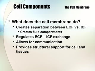 Cell Components The Cell Membrane
• What does the cell membrane do?
• Creates separation between ECF vs. ICF
• Creates fluid compartments
• Regulates ECF – ICF exchange
• Allows for communication
• Provides structural support for cell and
tissues
 