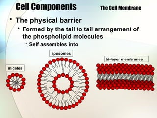 Cell Components The Cell Membrane
• The physical barrier
• Formed by the tail to tail arrangement of
the phospholipid molecules
• Self assembles into
miceles
liposomes
bi-layer membranes
 