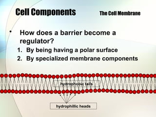 Cell Components The Cell Membrane
• How does a barrier become a
regulator?
1. By being having a polar surface
2. By specialized membrane components
hydrophillic heads
hydrophillic heads
hydrophobic tails
 