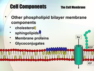 Cell Components The Cell Membrane
• Other phospholipid bilayer membrane
components
• cholesterol
• sphingolipids
• Membrane proteins
• Glycoconjugates
ECF
ICF
Na+
 