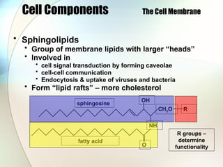 Cell Components The Cell Membrane
• Sphingolipids
• Group of membrane lipids with larger “heads”
• Involved in
• cell signal transduction by forming caveolae
• cell-cell communication
• Endocytosis & uptake of viruses and bacteria
• Form “lipid rafts” – more cholesterol
fatty acid
OH
NH
CH2O R
O
sphingosine
R groups –
determine
functionality
 
