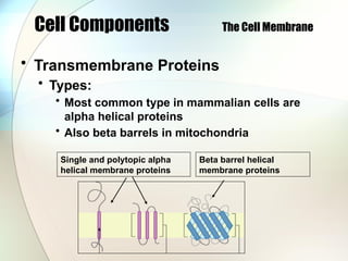 Cell Components The Cell Membrane
• Transmembrane Proteins
• Types:
• Most common type in mammalian cells are
alpha helical proteins
• Also beta barrels in mitochondria
Single and polytopic alpha
helical membrane proteins
Beta barrel helical
membrane proteins
 