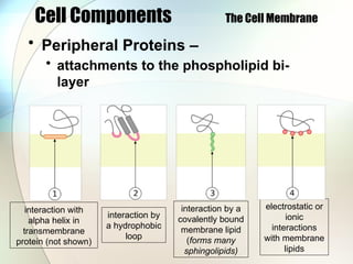 Cell Components The Cell Membrane
• Peripheral Proteins –
• attachments to the phospholipid bi-
layer
interaction with
alpha helix in
transmembrane
protein (not shown)
interaction by
a hydrophobic
loop
interaction by a
covalently bound
membrane lipid
(forms many
sphingolipids)
electrostatic or
ionic
interactions
with membrane
lipids
 