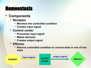 Homeostasis
• Components
• Receptor
• Monitors the controlled condition
• Creates input signal
• Control center
• Processes input signal
• Makes decision
• Creates output signal
• Effector
• Returns controlled condition to normal state in one of two
ways
receptor control
center
effector
input signal output signal
 