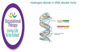 Hydrogen Bonds in DNA double helix
 