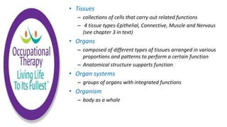 • Tissues
– collections of cells that carry out related functions
– 4 tissue types-Epithelial, Connective, Muscle and Nervous
(see chapter 3 in text)
• Organs
– composed of different types of tissues arranged in various
proportions and patterns to perform a certain function
– Anatomical structure supports function
• Organ systems
– groups of organs with integrated functions
• Organism
– body as a whole
 