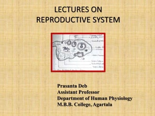 LECTURES ON
REPRODUCTIVE SYSTEM
Prasanta Deb
Assistant Professor
Department of Human Physiology
M.B.B. College, Agartala
 