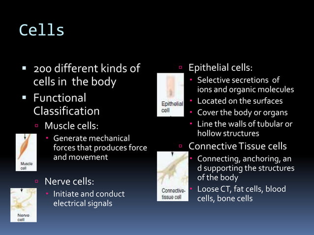 Human Physiology Part 1 Ppt